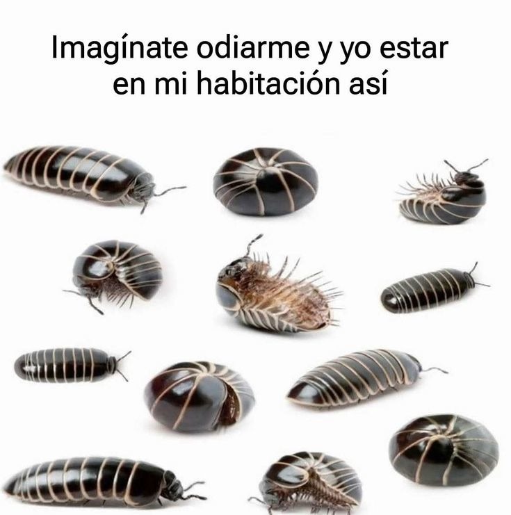 Imagínate odiarme y yo estar en mi habitación así