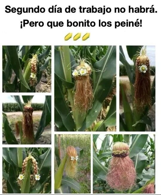 Segundo día de trabajo no habrá. ¡Pero que bonito los peiné! 🌽🌽🌽