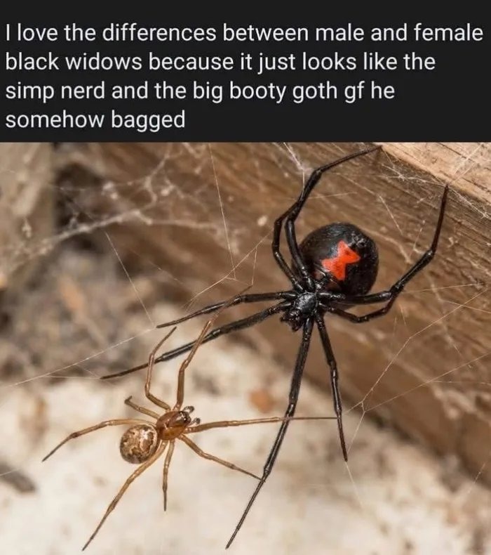 I love the differences between male and female black widows because it just looks like the simp nerd and the big booty goth gf he somehow bagged