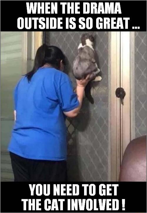 WHEN THE DRAMA OUTSIDE IS SO GREAT ... YOU NEED TO GET THE CAT INVOLVED !