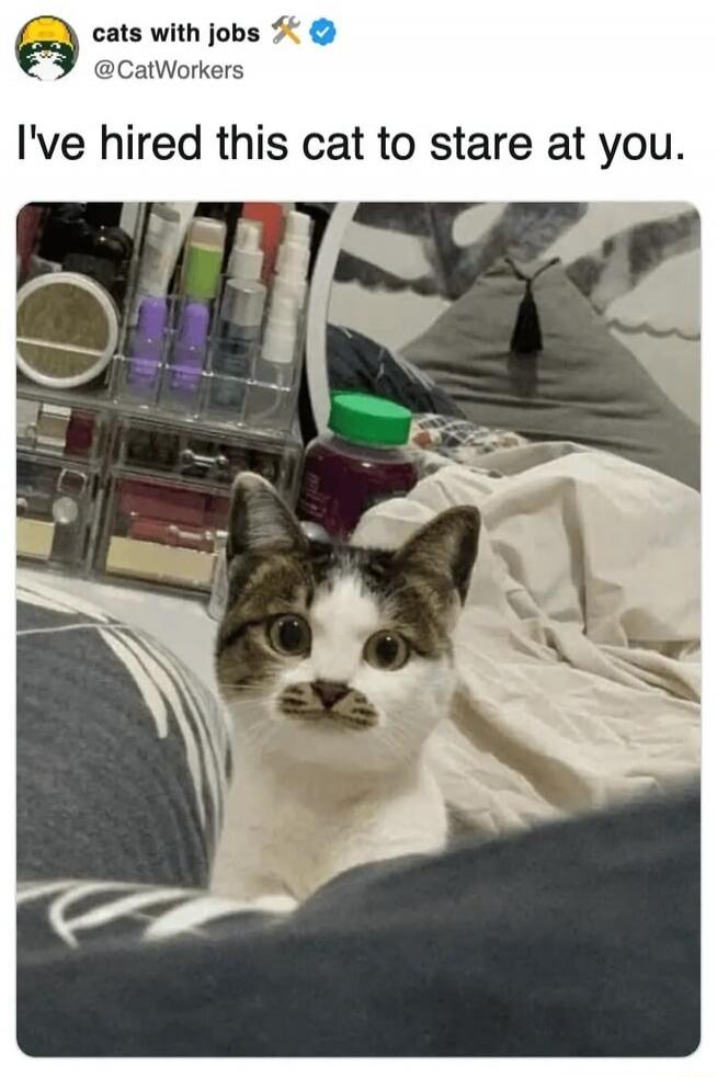 I've hired this cat to stare at you.