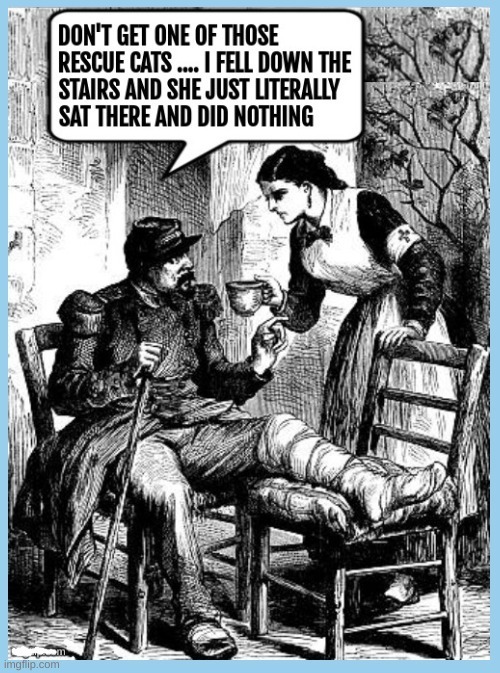 DON'T GET ONE OF THOSE RESCUE CATS... I FELL DOWN THE STAIRS AND SHE JUST LITERALLY SAT THERE AND DID NOTHING