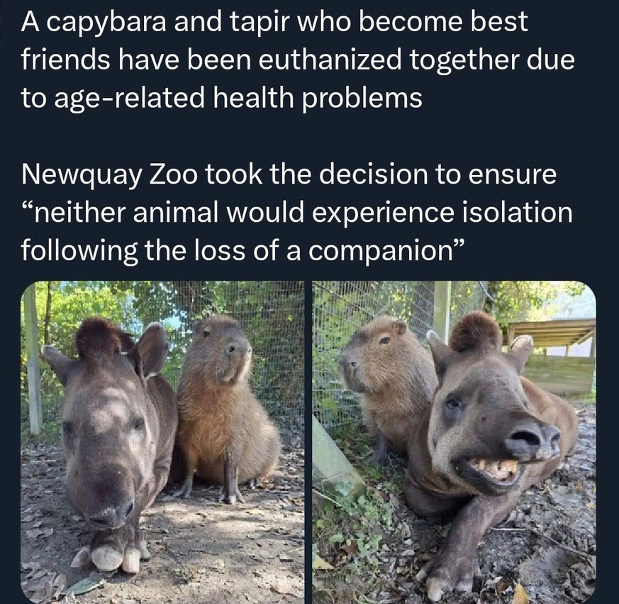A capybara and tapir who become best friends have been euthanized together due to age-related health problems Newquay Zoo took the decision to ensure “neither animal would experience isolation following the loss of a companion”