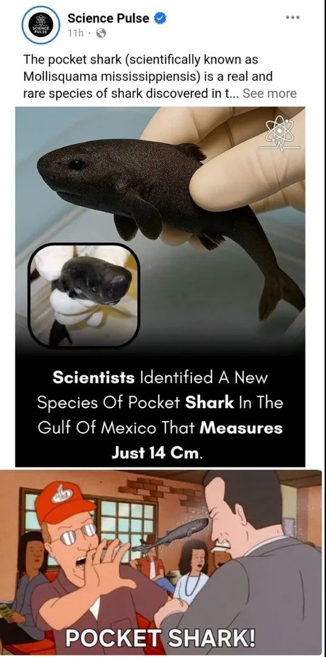 The pocket shark (scientifically known as Mollisquama mississippiensis) is a real and rare species of shark discovered in the Gulf of Mexico that measures just 14 cm. Scientists Identified A New Species Of Pocket Shark In The Gulf Of Mexico That Measures Just 14 Cm. POCKET SHARK!