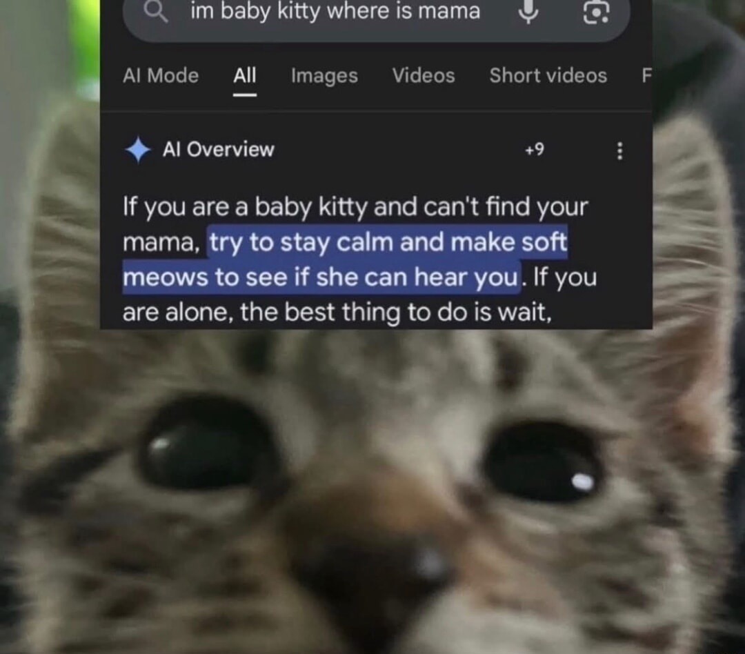 If you are a baby kitty and can't find your mama, try to stay calm and make soft meows to see if she can hear you. If you are alone, the best thing to do is wait,