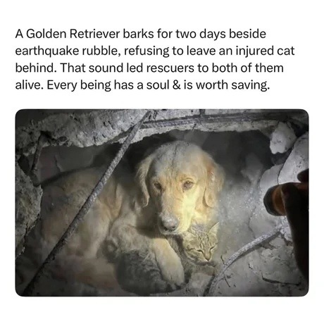 A Golden Retriever barks for two days beside earthquake rubble, refusing to leave an injured cat behind. That sound led rescuers to both of them alive. Every being has a soul & is worth saving.