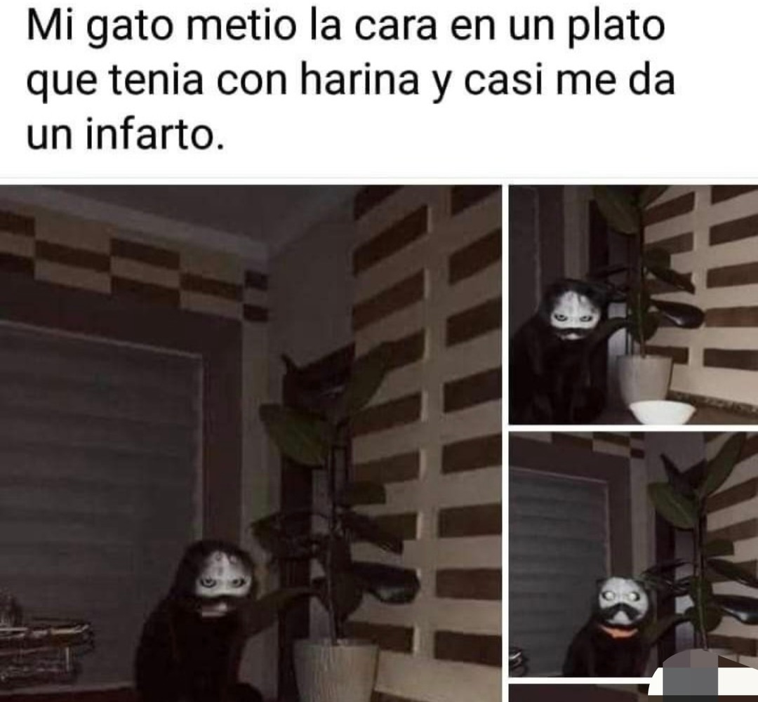Mi gato metio la cara en un plato que tenia con harina y casi me da un infarto.