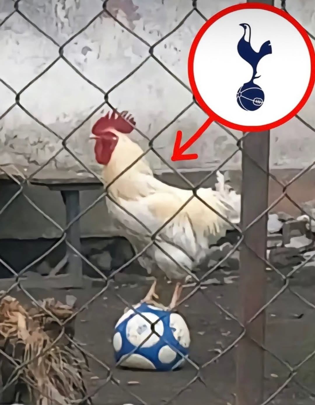 Un gallo se mantiene de pie sobre un balón de fútbol azul y blanco detrás de una cerca de alambre.