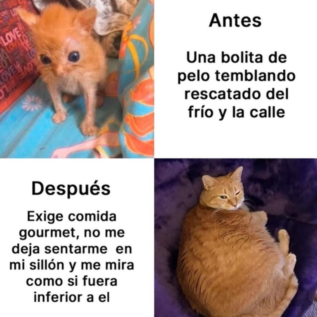 Antes: Una bolita de pelo temblando rescatado del frío y la calle. Después: Exige comida gourmet, no me deja sentarme en mi sillón y me mira como si fuera inferior a él.