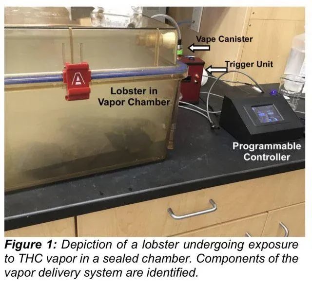 Figure 1: Depiction of a lobster undergoing exposure to THC vapor in a sealed chamber. Components of the vapor delivery system are identified. Lobster in Vapor Chamber. Vape Canister. Trigger Unit. Programmable Controller.