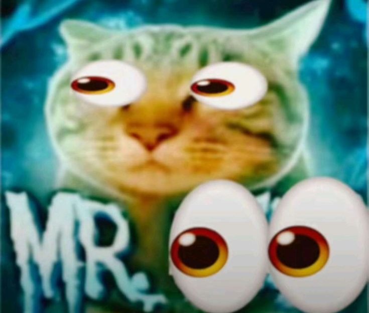 MR. gato con ojos enormes