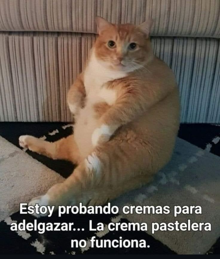 Estoy probando cremas para adelgazar... La crema pastelera no funciona.