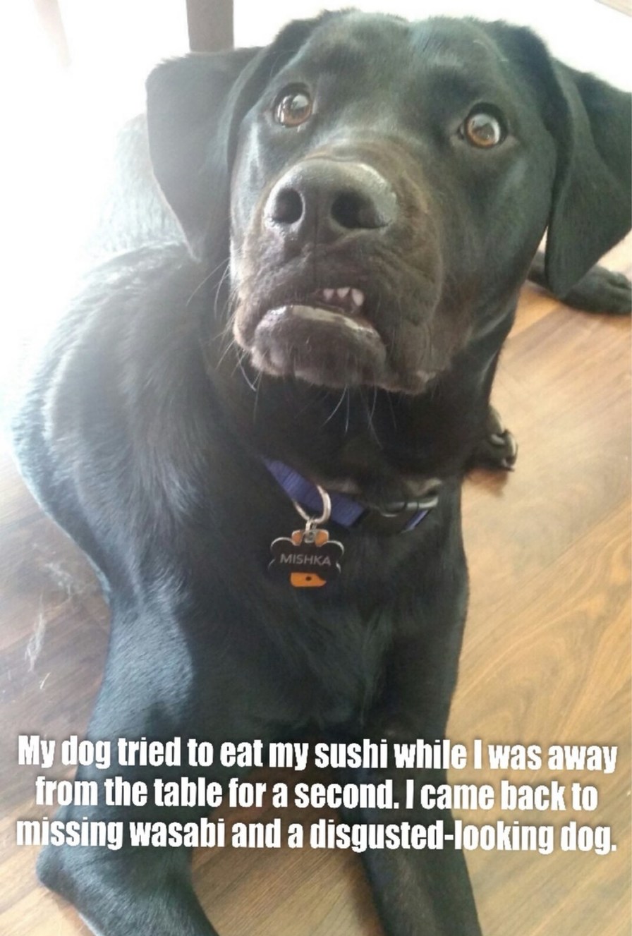 My dog tried to eat my sushi while I was away from the table for a second. I came back to missing wasabi and a disgusted-looking dog.