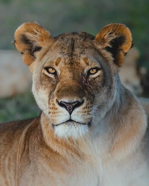 A close-up of a lioness with a minor facial injury near her eye.