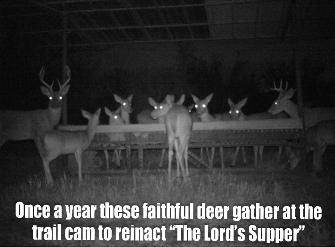 Once a year these faithful deer gather at the trail cam to reinact “The Lord's Supper”