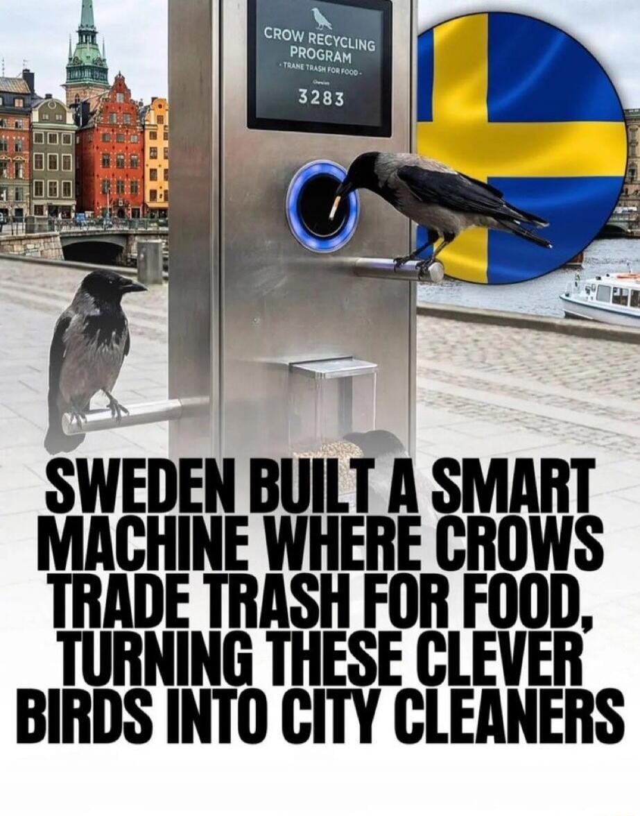 SWEDEN BUILT A SMART MACHINE WHERE CROWS TRADE TRASH FOR FOOD, TURNING THESE CLEVER BIRDS INTO CITY CLEANERS