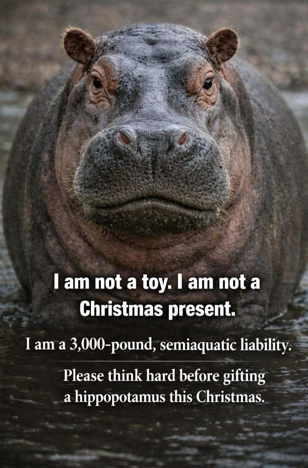 I am not a toy. I am not a Christmas present. I am a 3,000-pound, semiaquatic liability. Please think hard before gifting a hippopotamus this Christmas.