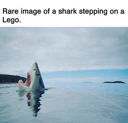 Rare image of a shark stepping on a Lego.
