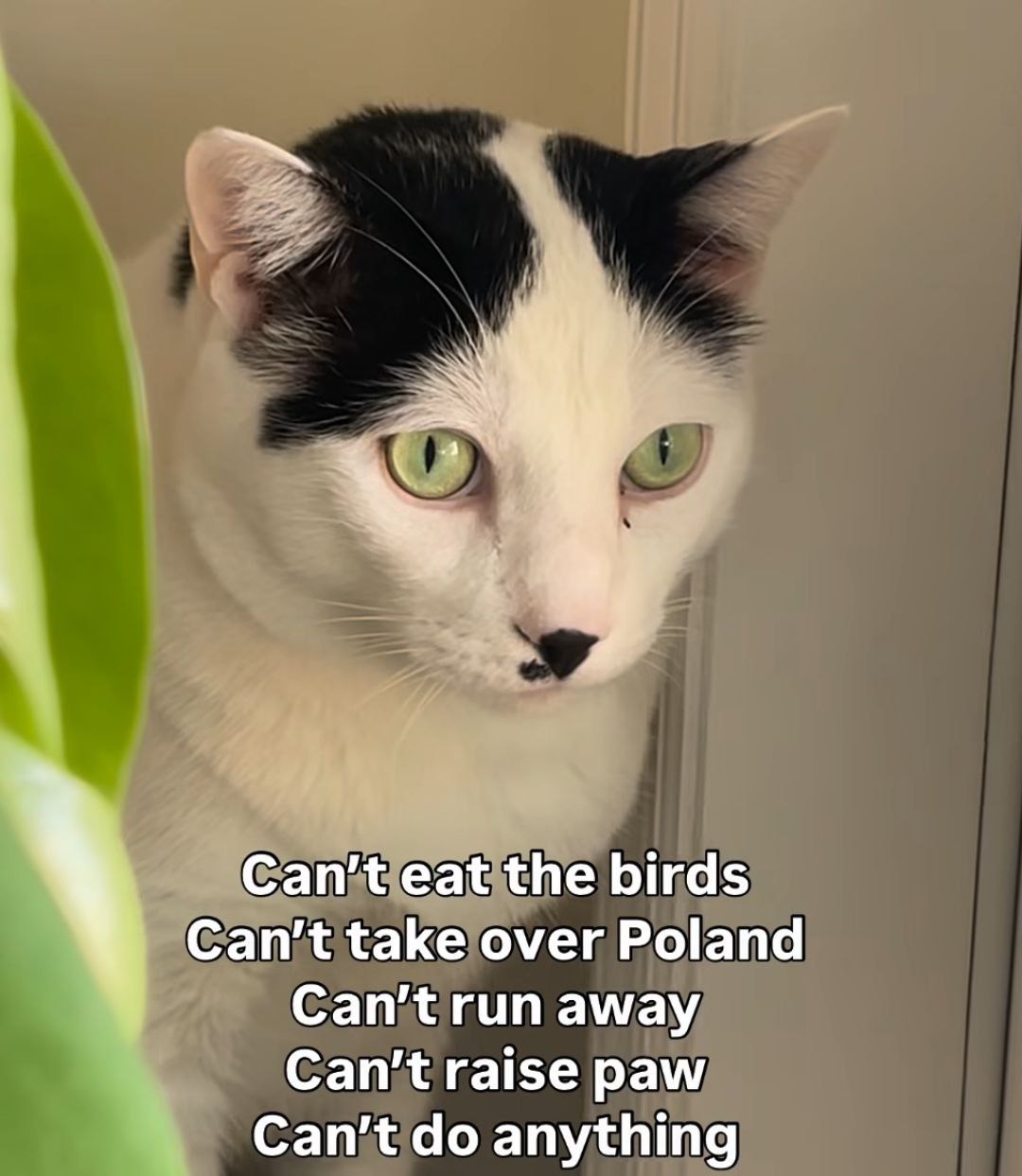 Can't eat the birds Can't take over Poland Can't run away Can't raise paw Can't do anything