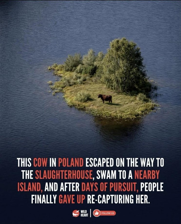 THIS COW IN POLAND ESCAPED ON THE WAY TO THE SLAUGHTERHOUSE, SWAM TO A NEARBY ISLAND, AND AFTER DAYS OF PURSUIT, PEOPLE FINALLY GAVE UP RE-CAPTURING HER.