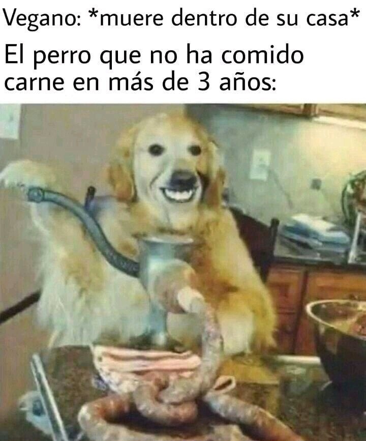 Vegano: *muere dentro de su casa* El perro que no ha comido carne en más de 3 años: