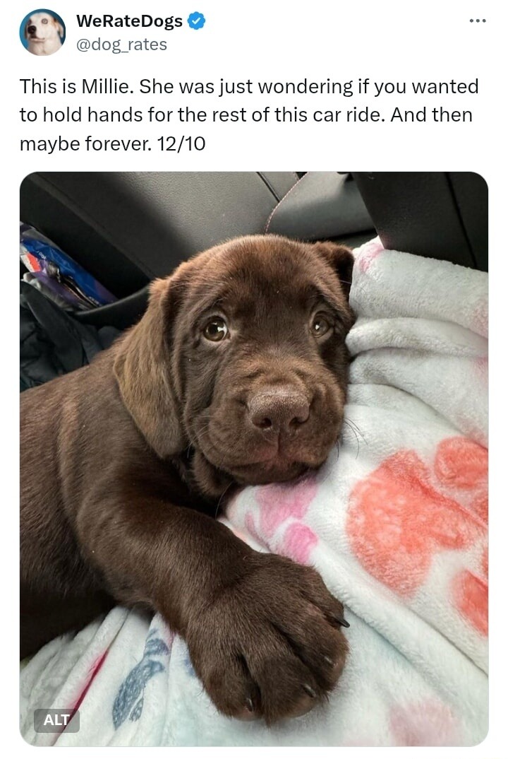 This is Millie. She was just wondering if you wanted to hold hands for the rest of this car ride. And then maybe forever. 12/10