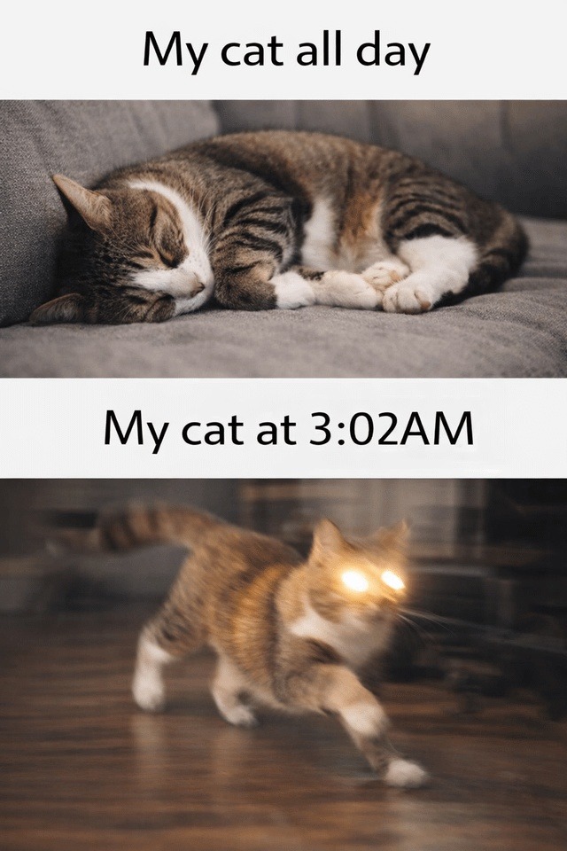 My cat all day
My cat at 3:02AM