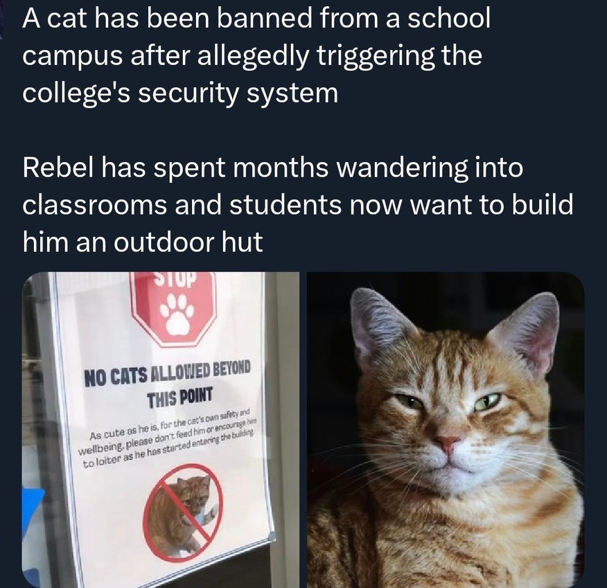 A cat has been banned from a school campus after allegedly triggering the college's security system Rebel has spent months wandering into classrooms and students now want to build him an outdoor hut