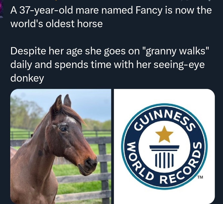 A 37-year-old mare named Fancy is now the world's oldest horse

Despite her age she goes on 