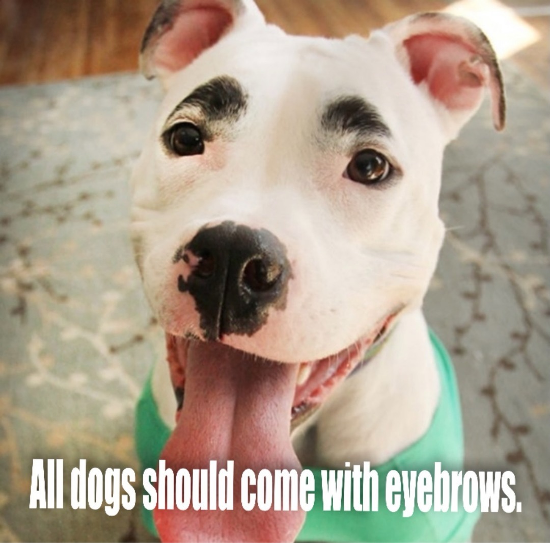 All dogs should come with eyebrows.