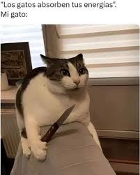 “Los gatos absorben tus energías”, Mi gato: