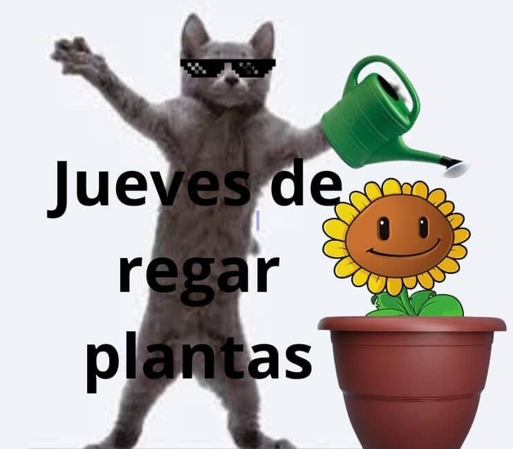 Jueves de regar plantas
