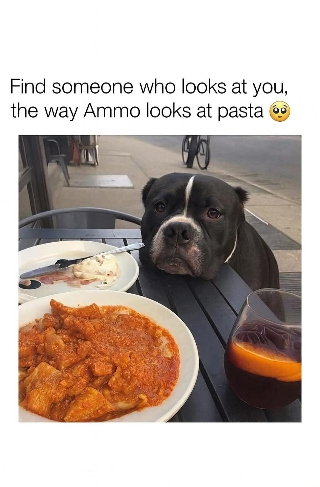 Find someone who looks at you, the way Ammo looks at pasta 😳
