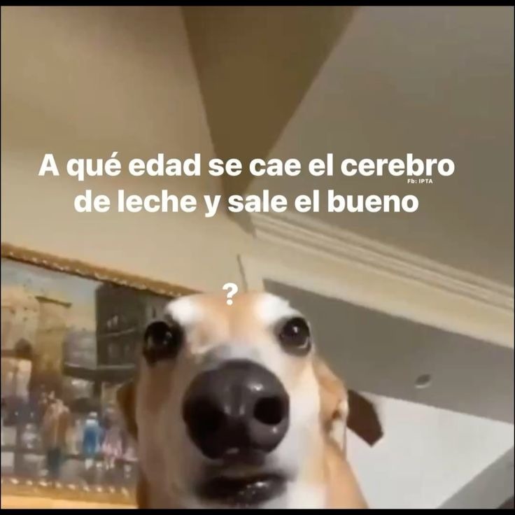 A qué edad se cae el cerebro de leche y sale el bueno