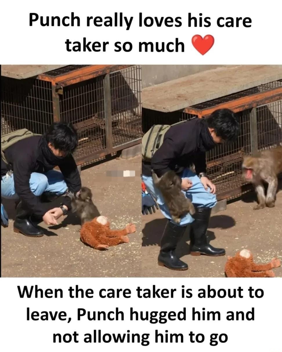 Punch really loves his care taker so much ❤️
When the care taker is about to leave, Punch hugged him and not allowing him to go
