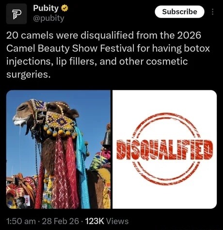 20 camels were disqualified from the 2026 Camel Beauty Show Festival for having botox injections, lip fillers, and other cosmetic surgeries.