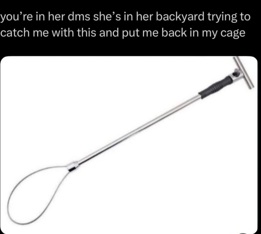 you’re in her dms she’s in her backyard trying to catch me with this and put me back in my cage