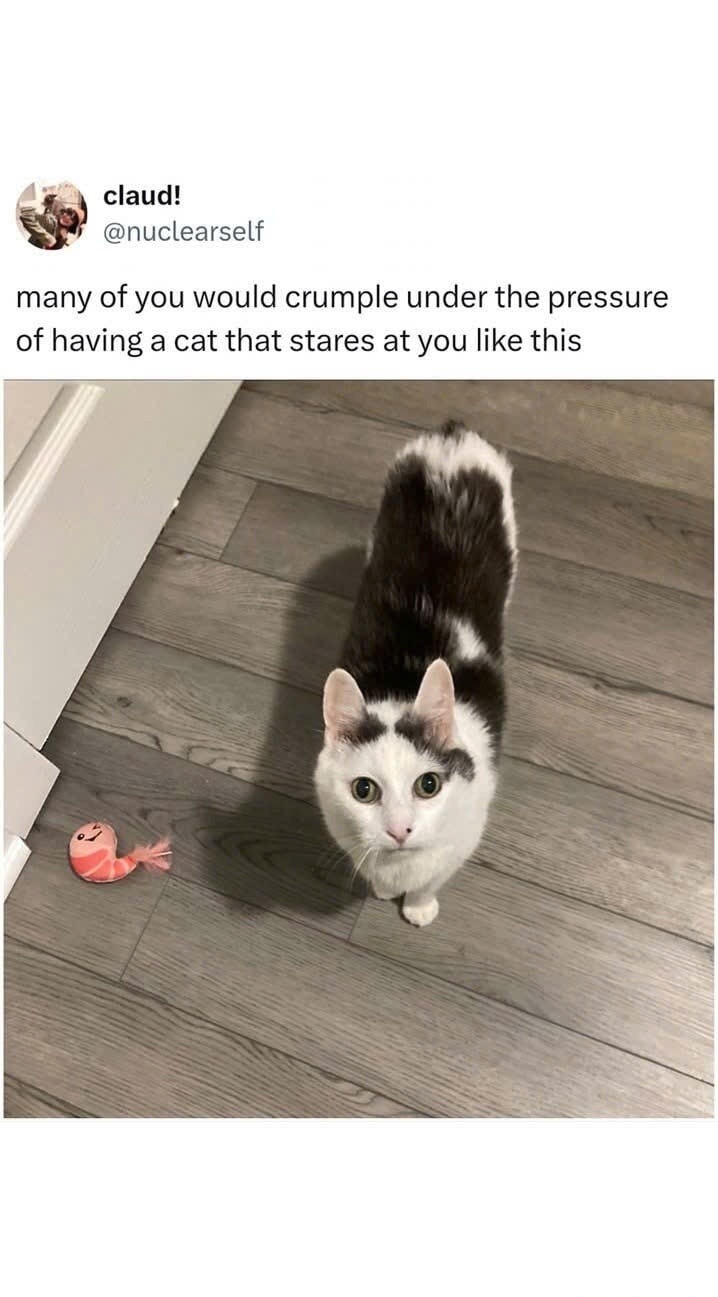 many of you would crumple under the pressure of having a cat that stares at you like this