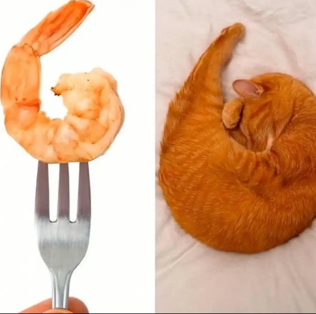 Two humorous photos: on the left, a shrimp on a fork curled into a flexed-arm shape; on the right, an orange cat curled up on a bed, forming a similar curved shape.
