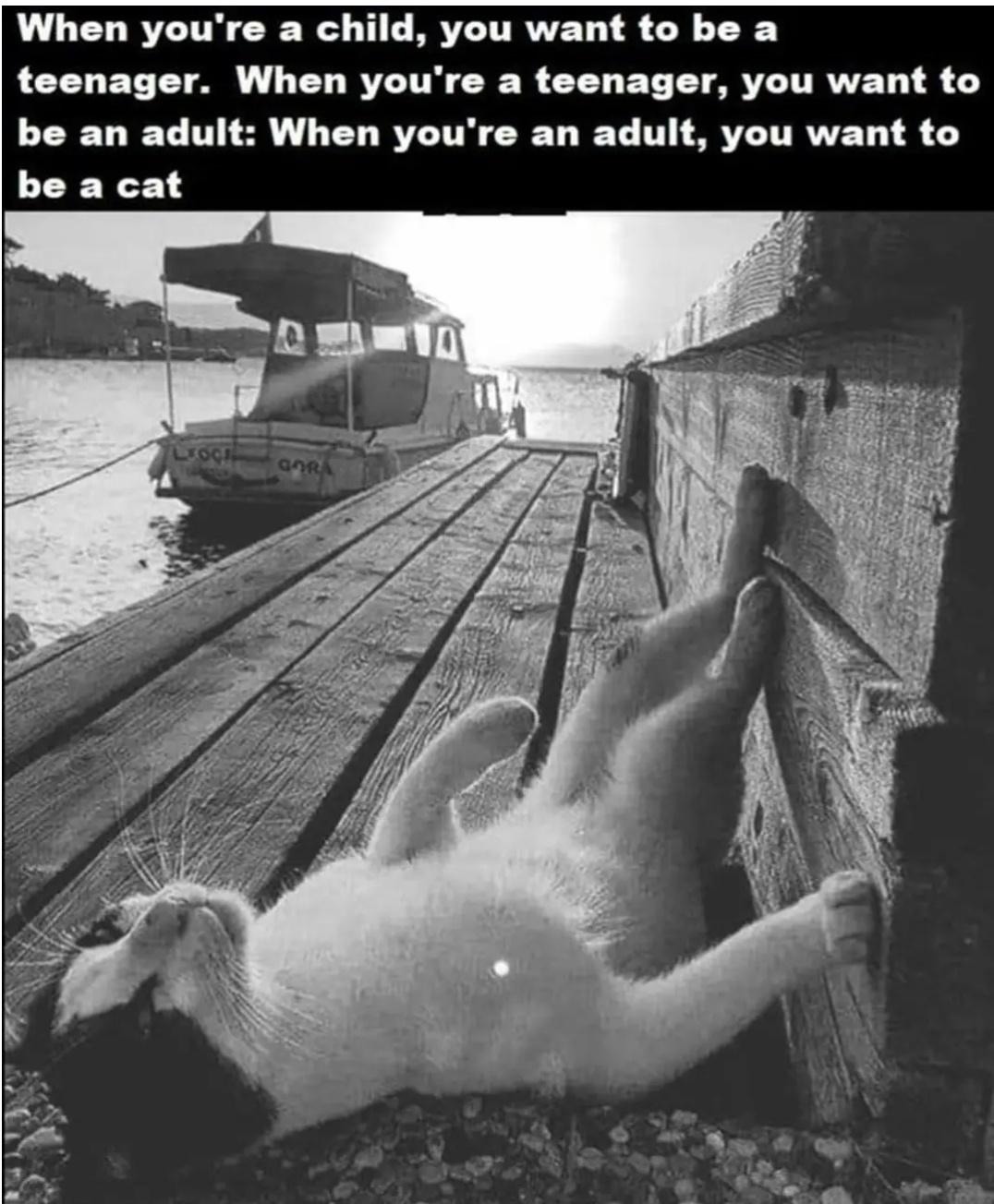 When you're a child, you want to be a teenager. When you're a teenager, you want to be an adult! When you're an adult, you want to be a cat