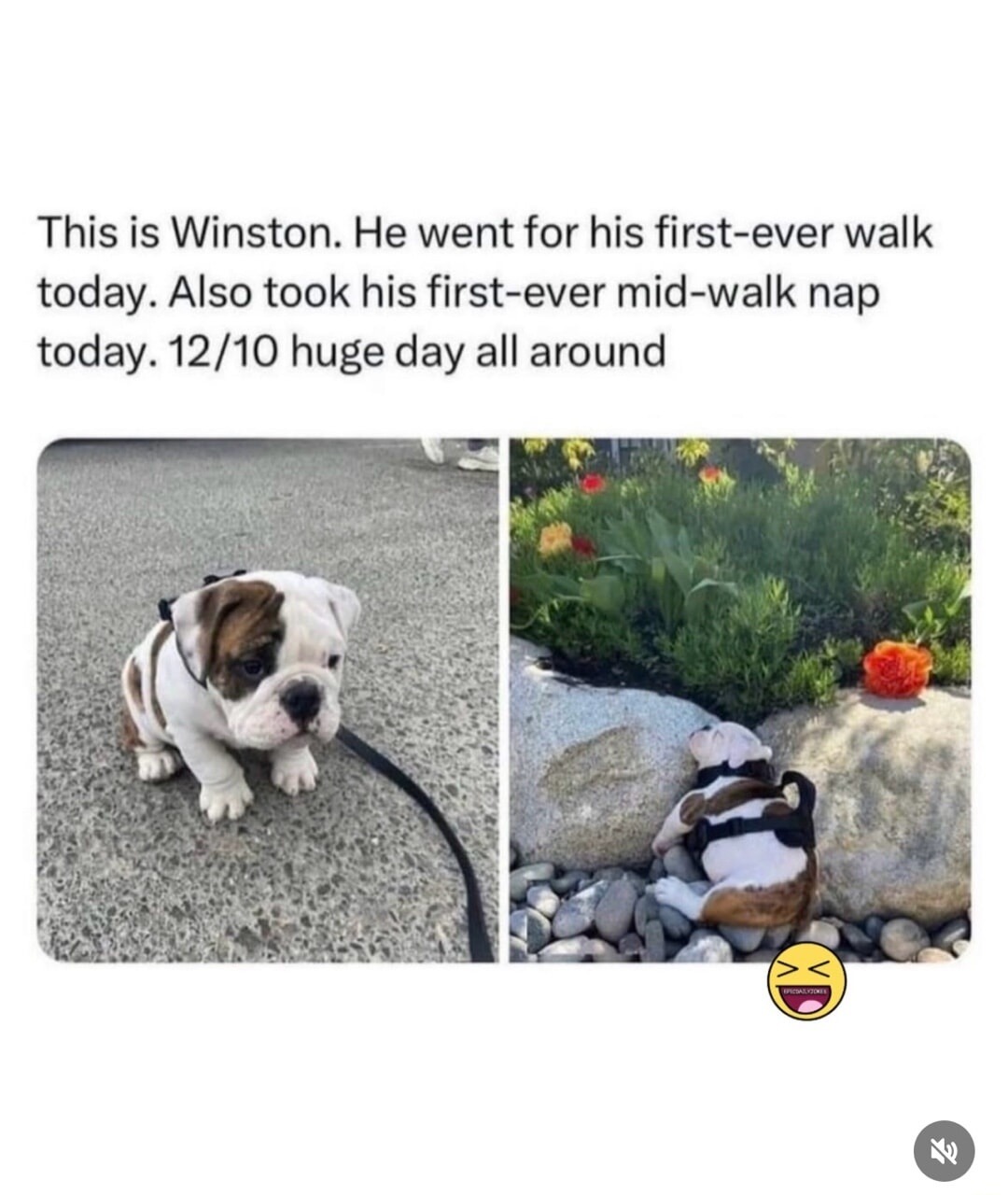 This is Winston. He went for his first-ever walk today. Also took his first-ever mid-walk nap today. 12/10 huge day all around