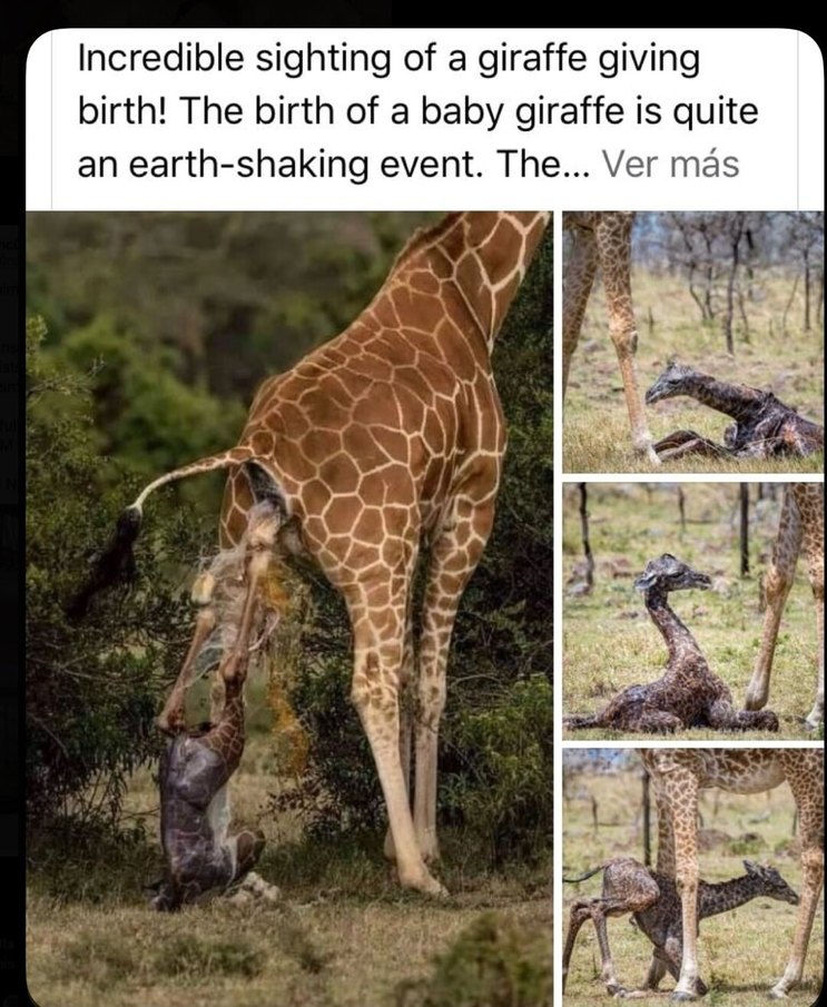 Incredible sighting of a giraffe giving birth! The birth of a baby giraffe is quite an earth-shaking event. The…