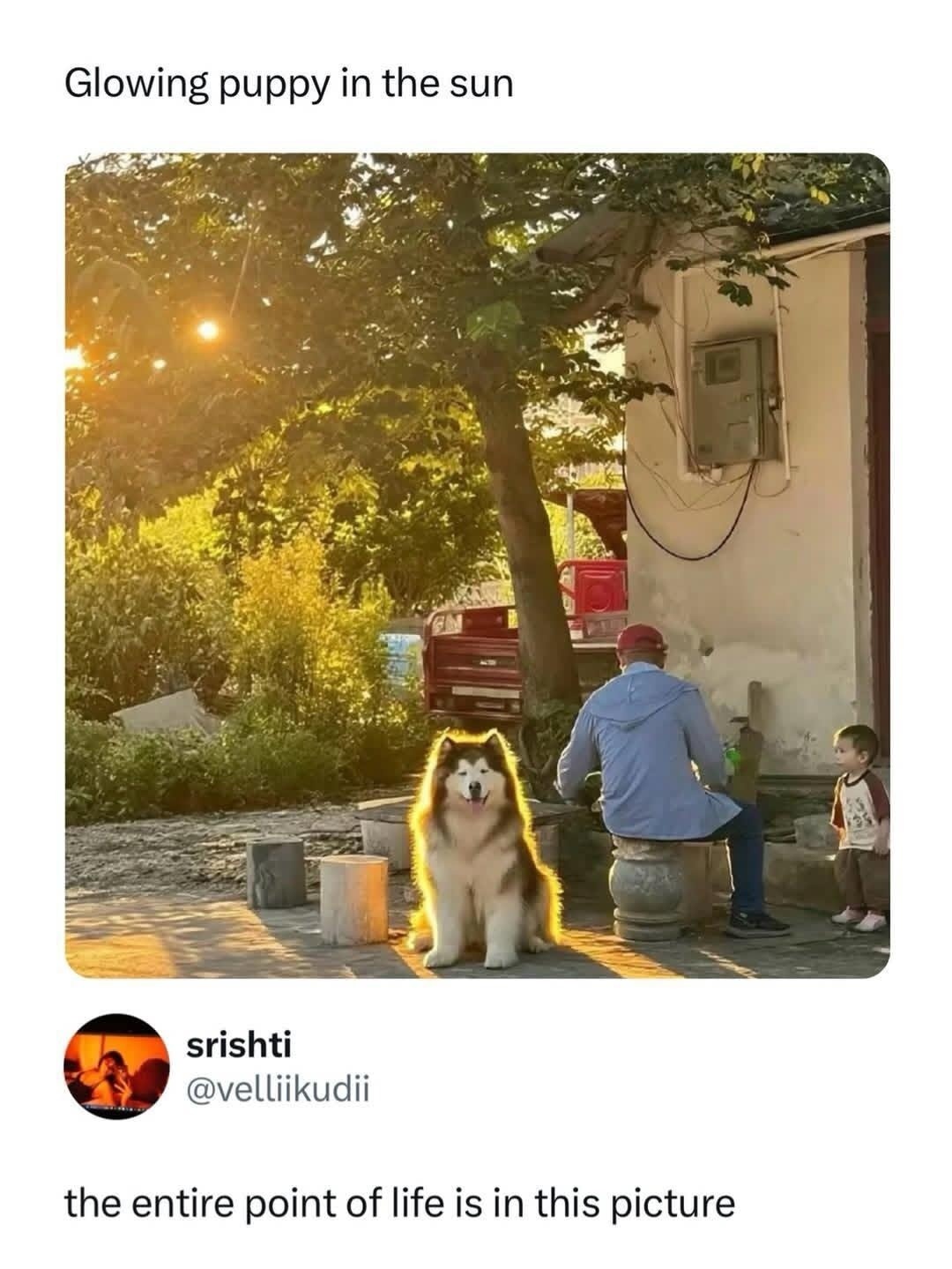 Glowing puppy in the sun
the entire point of life is in this picture