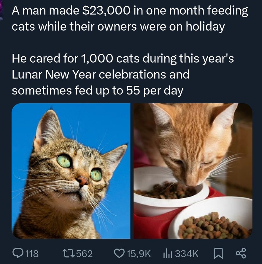 A man made $23,000 in one month feeding cats while their owners were on holiday

He cared for 1,000 cats during this year's Lunar New Year celebrations and sometimes fed up to 55 per day