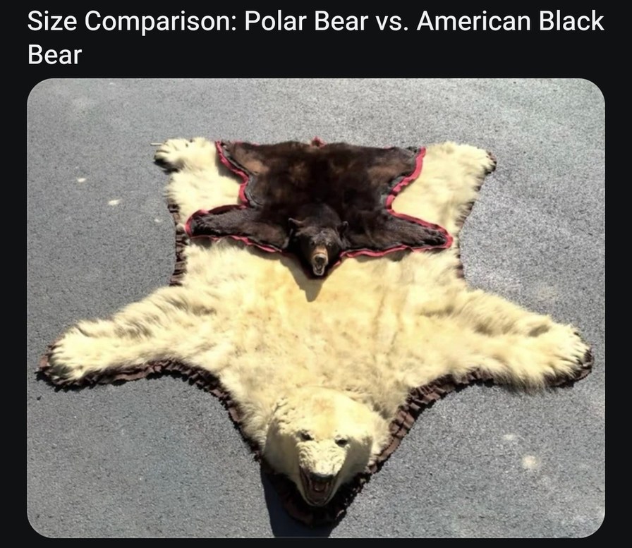 Size Comparison: Polar Bear vs. American Black Bear
