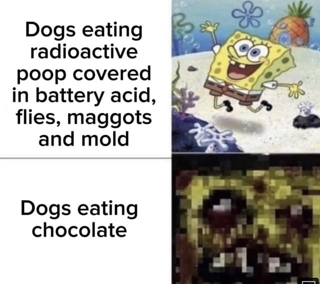 Dogs eating radioactive poop covered in battery acid, flies, maggots and mold

Dogs eating chocolate