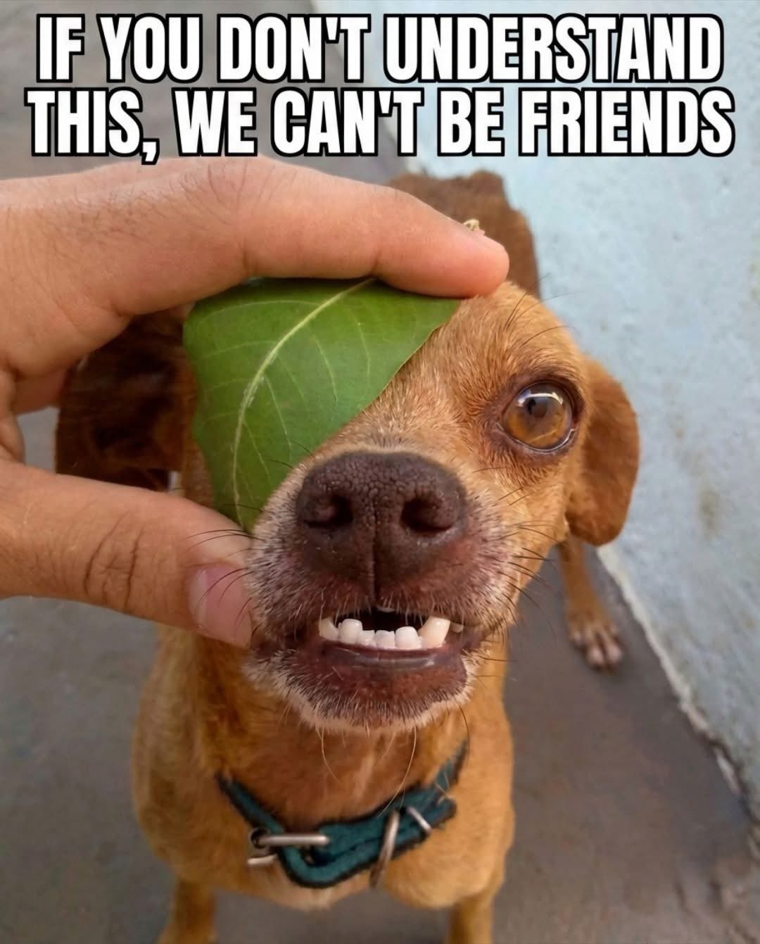 IF YOU DON'T UNDERSTAND THIS, WE CAN'T BE FRIENDS