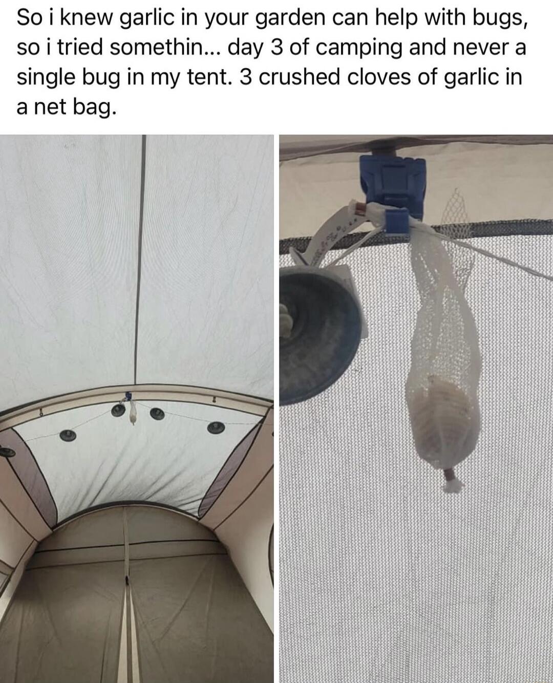 So i knew garlic in your garden can help with bugs, so i tried something... day 3 of camping and never a single bug in my tent. 3 crushed cloves of garlic in a net bag.