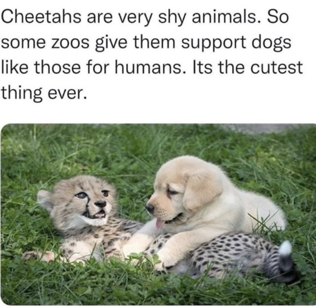 Cheetahs are very shy animals. So some zoos give them support dogs like those for humans. Its the cutest thing ever.
