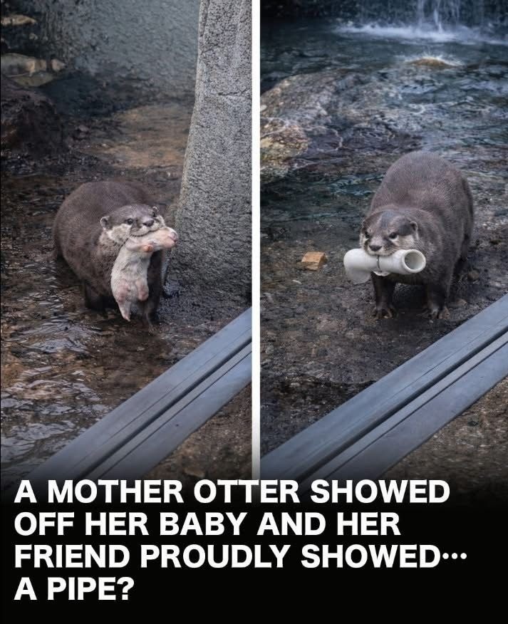 A MOTHER OTTER SHOWED OFF HER BABY AND HER FRIEND PROUDLY SHOWED... A PIPE?